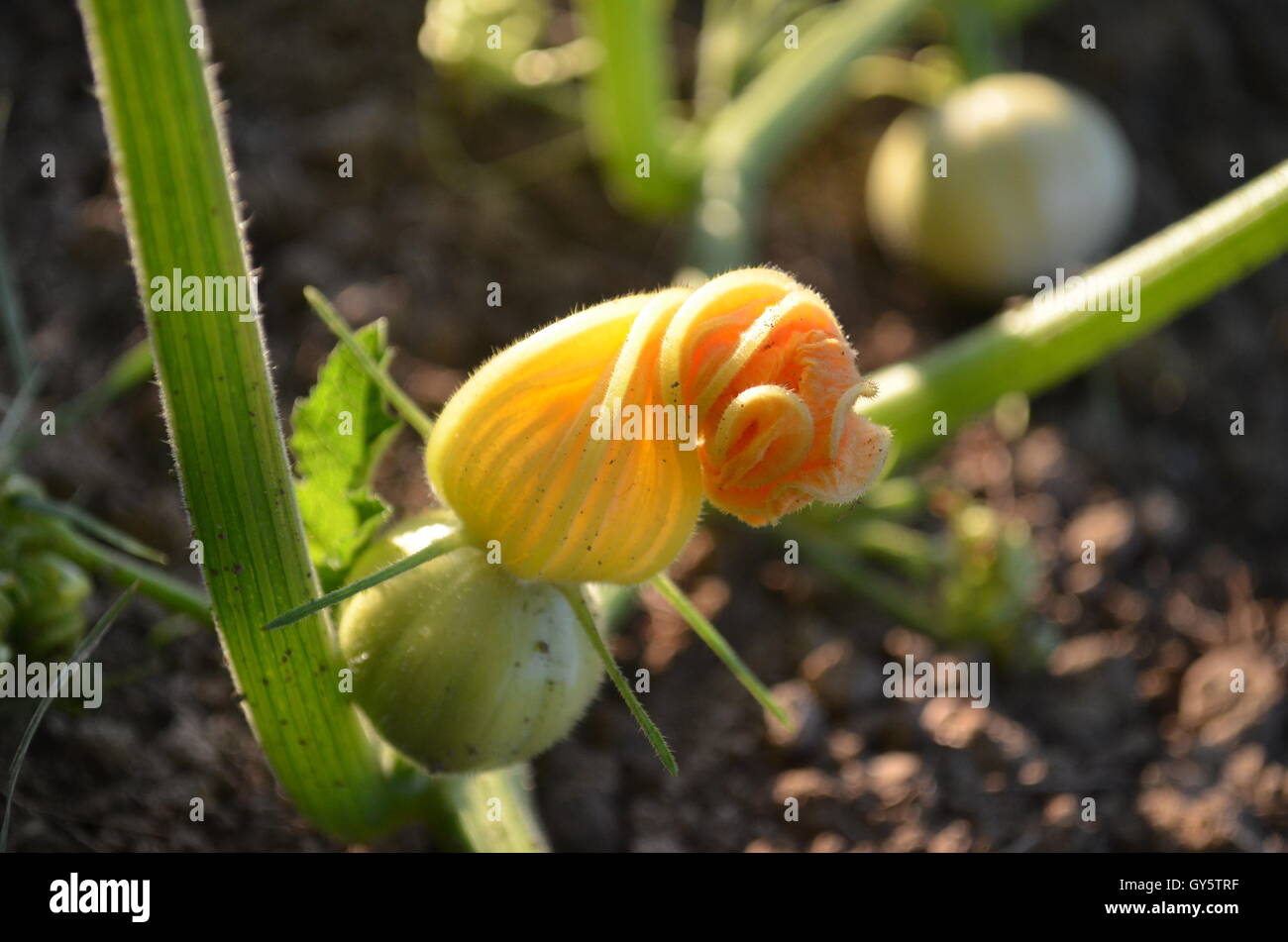 Closeup of small white ghost pumpkin blossom Stock Photo