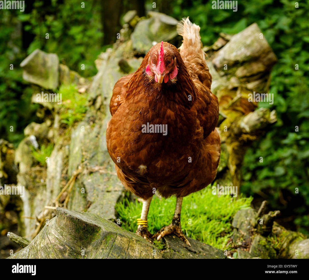 Hybrid Chicken kept for laying eggs Stock Photo - Alamy