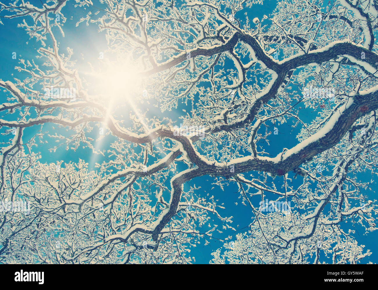 Branches covered with snow Stock Photo - Alamy