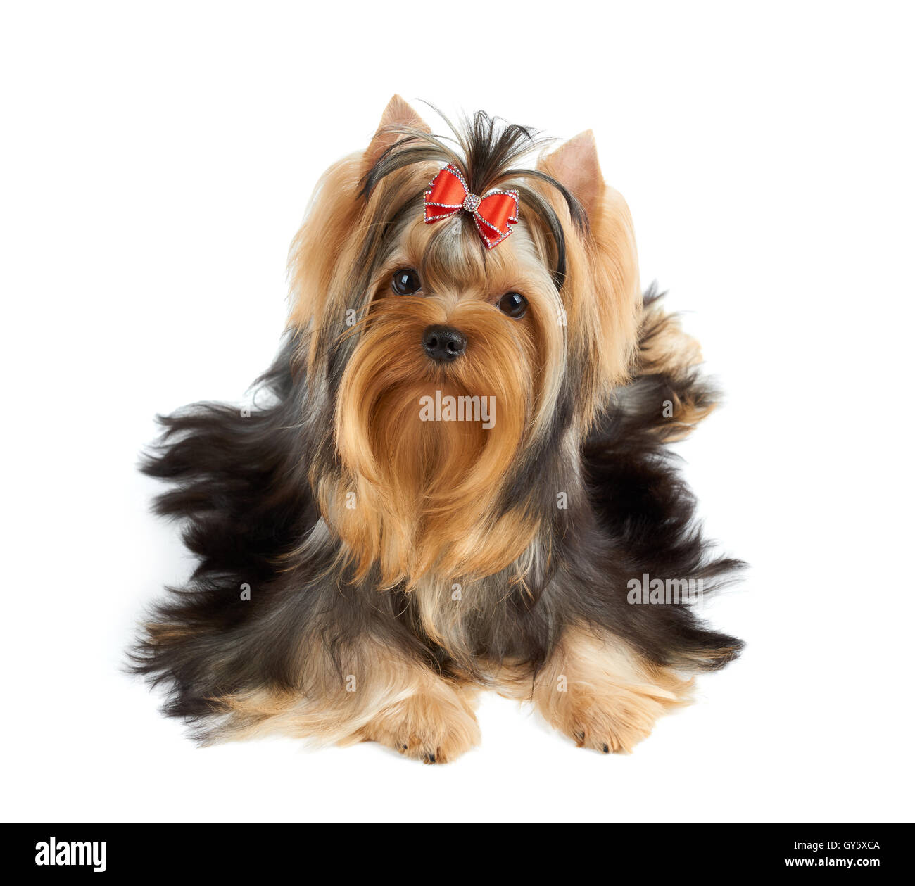 Small dog with bow in hair sales