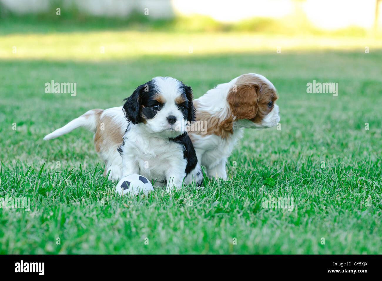 Cavalier king charles spaniel puppies in garden playing football, soccer Stock Photo