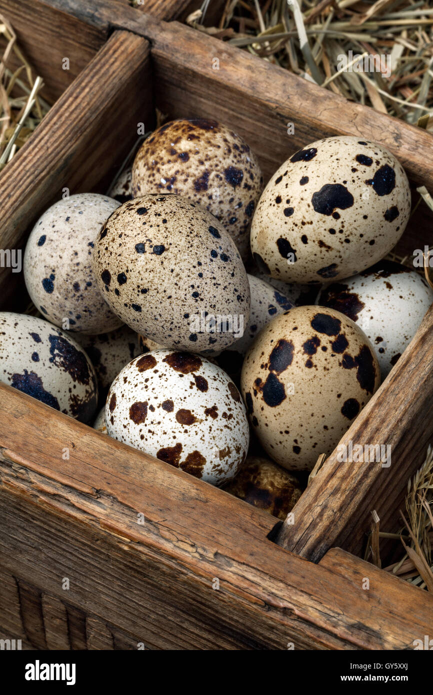 Quail box hires stock photography and images Alamy