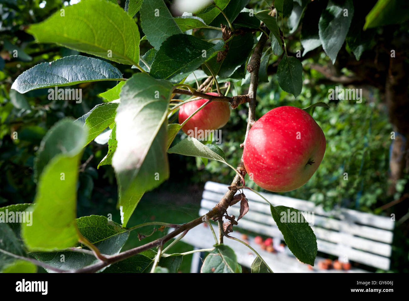 2 red ripe eating apples growing on a tree surrounded by green leaves