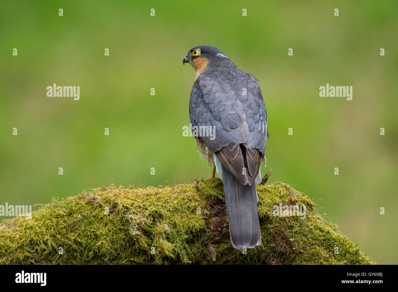 Sparrow Hawk Stock Photo - Alamy