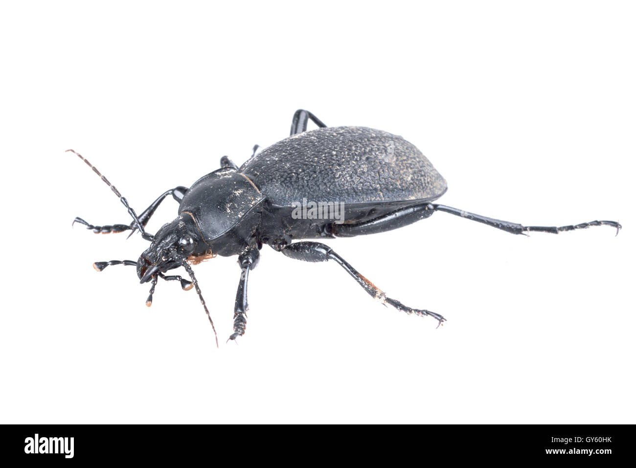 Black beetle isolated on a white background Stock Photo Alamy
