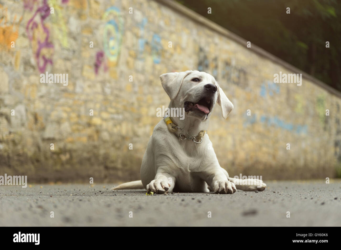 cute young labrador dog puppy in the sun Stock Photo