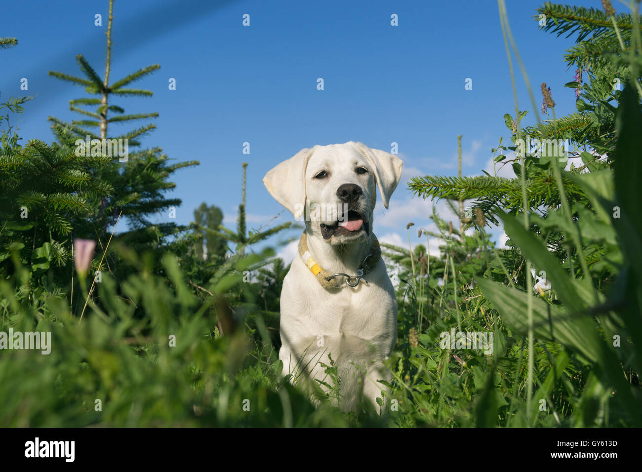 young cute little dog puppy in green field Stock Photo - Alamy