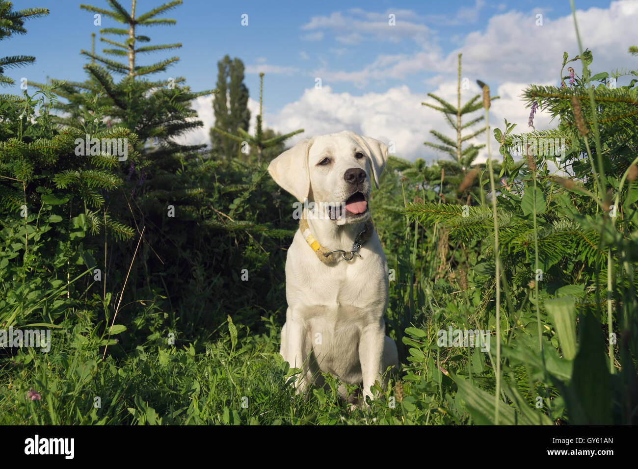 young cute little dog puppy in green field Stock Photo - Alamy