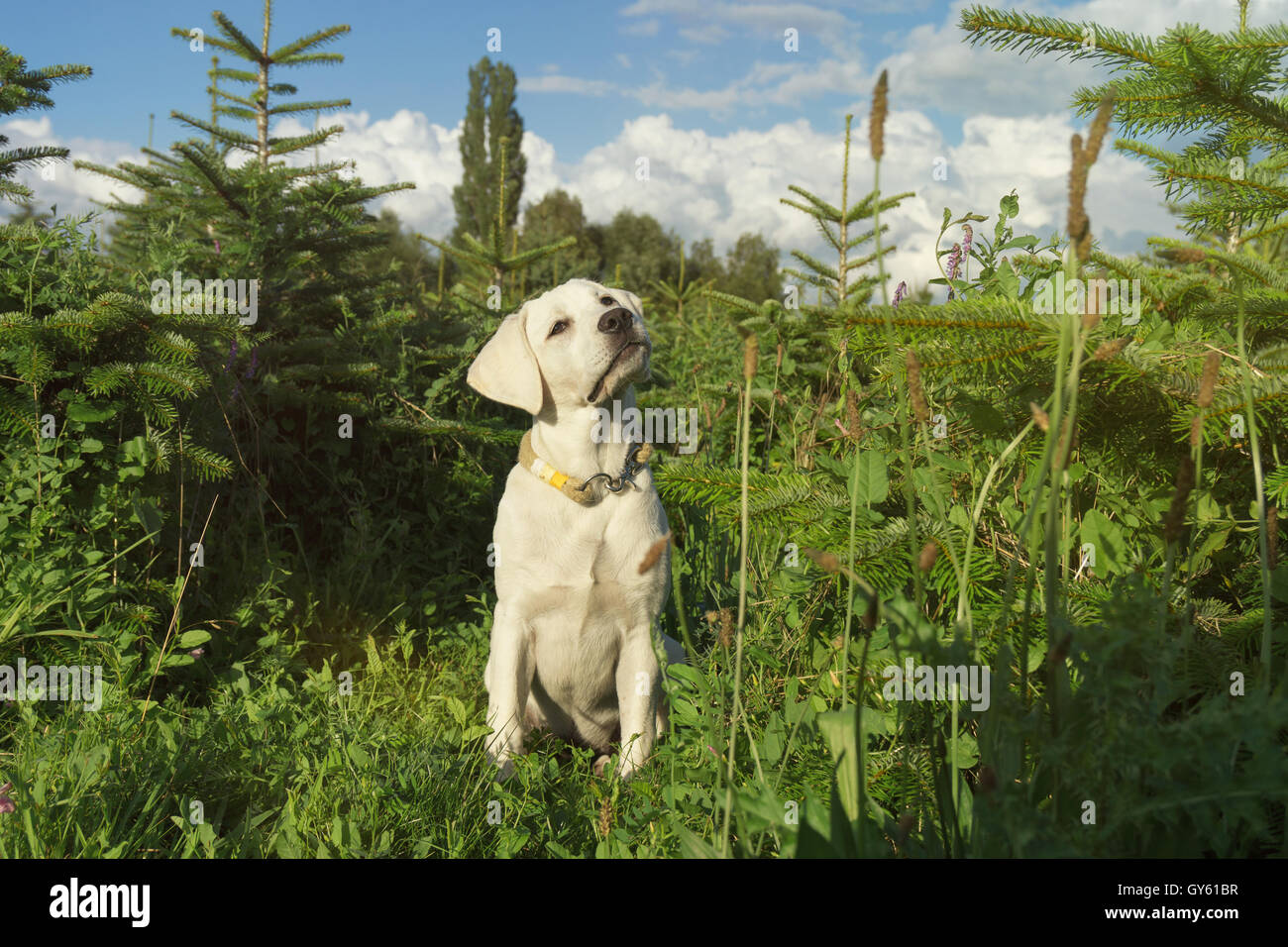 young cute little dog puppy in green field Stock Photo - Alamy