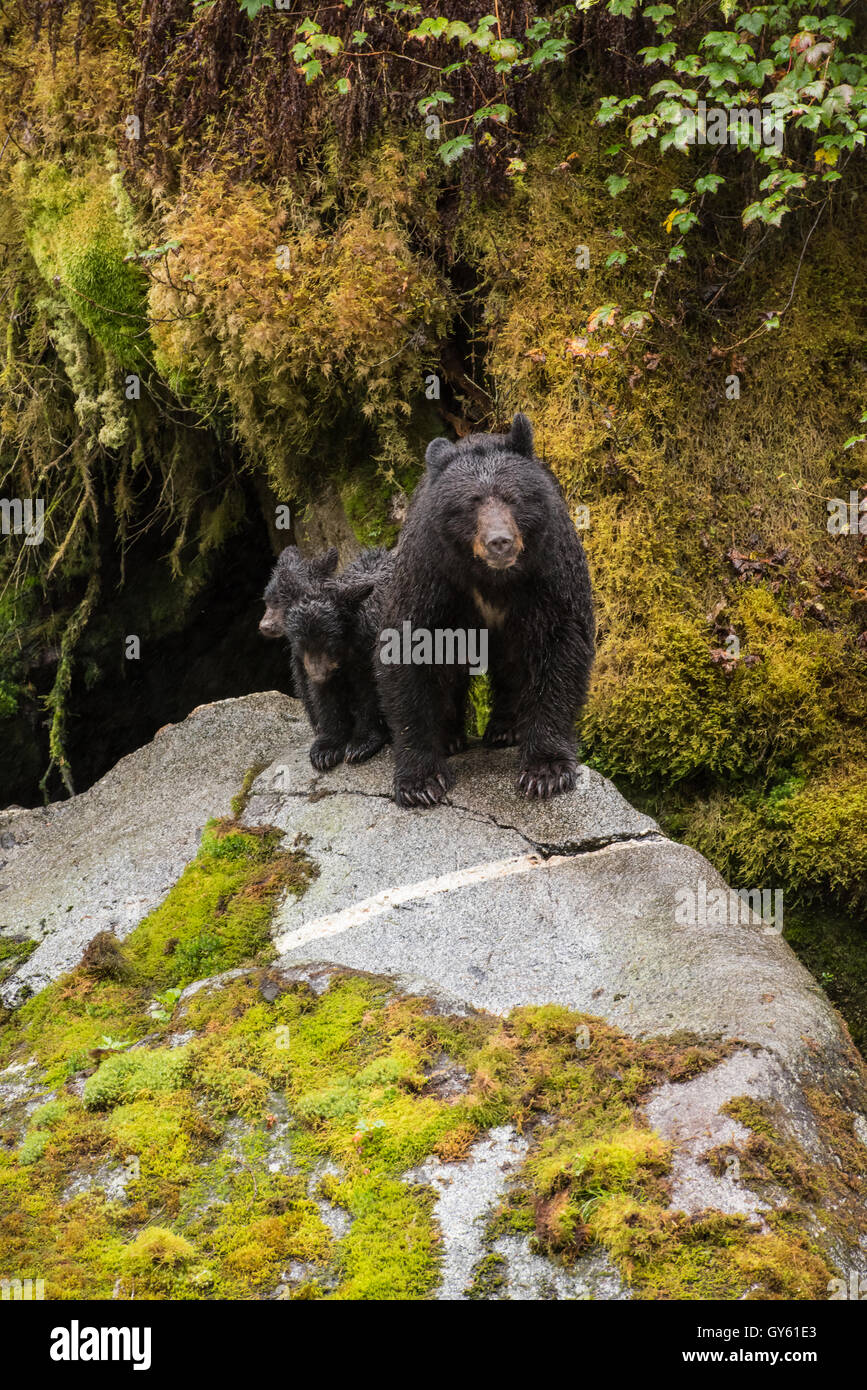 Black bear mom and cubs on a rock in the Alaskan rainforest Stock Photo ...