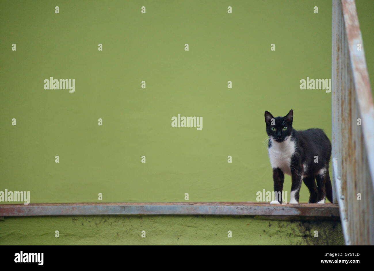 Black and white cat posing in front of a green background Stock Photo