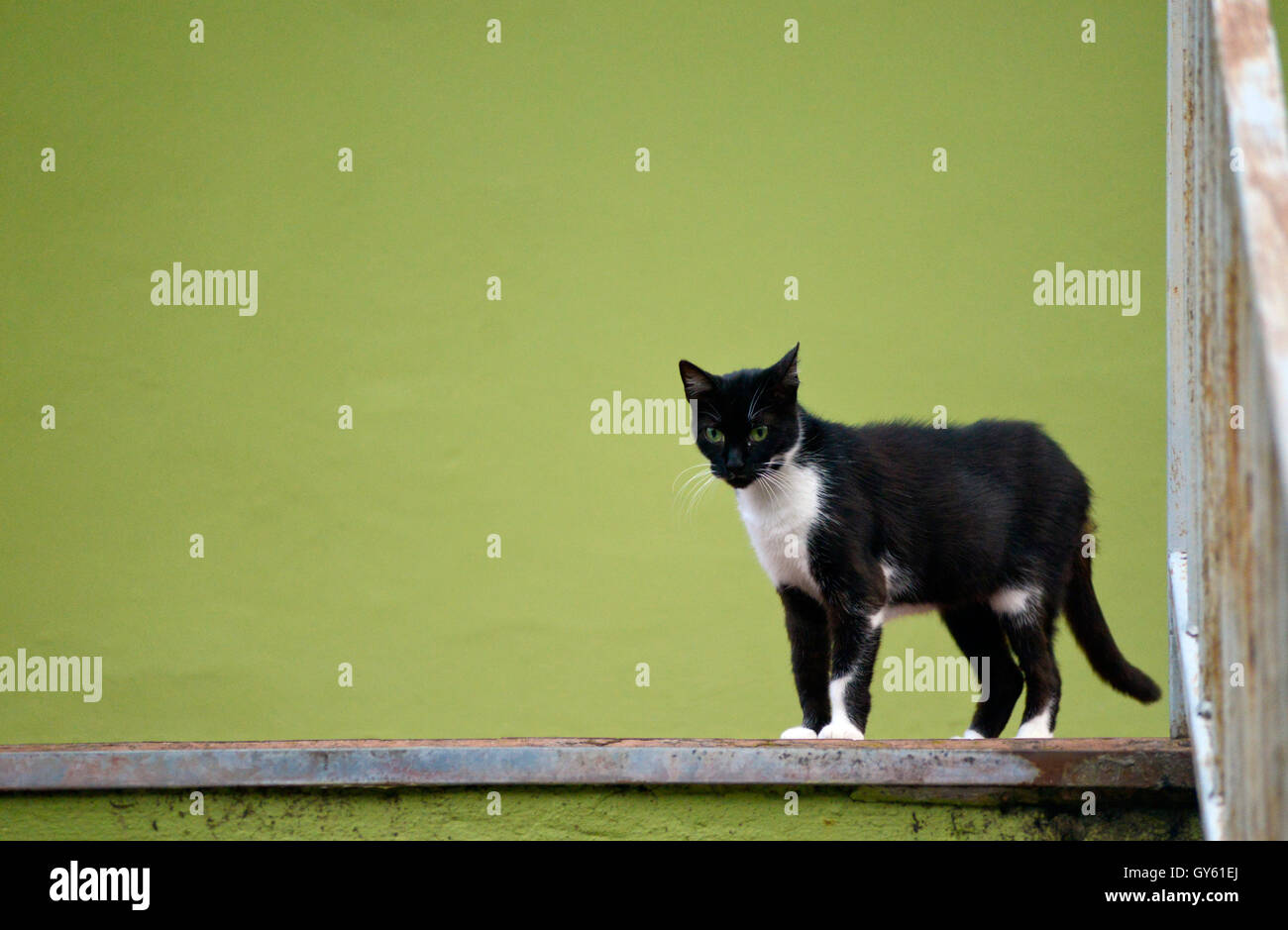 Black and white cat posing in front of a green background Stock Photo