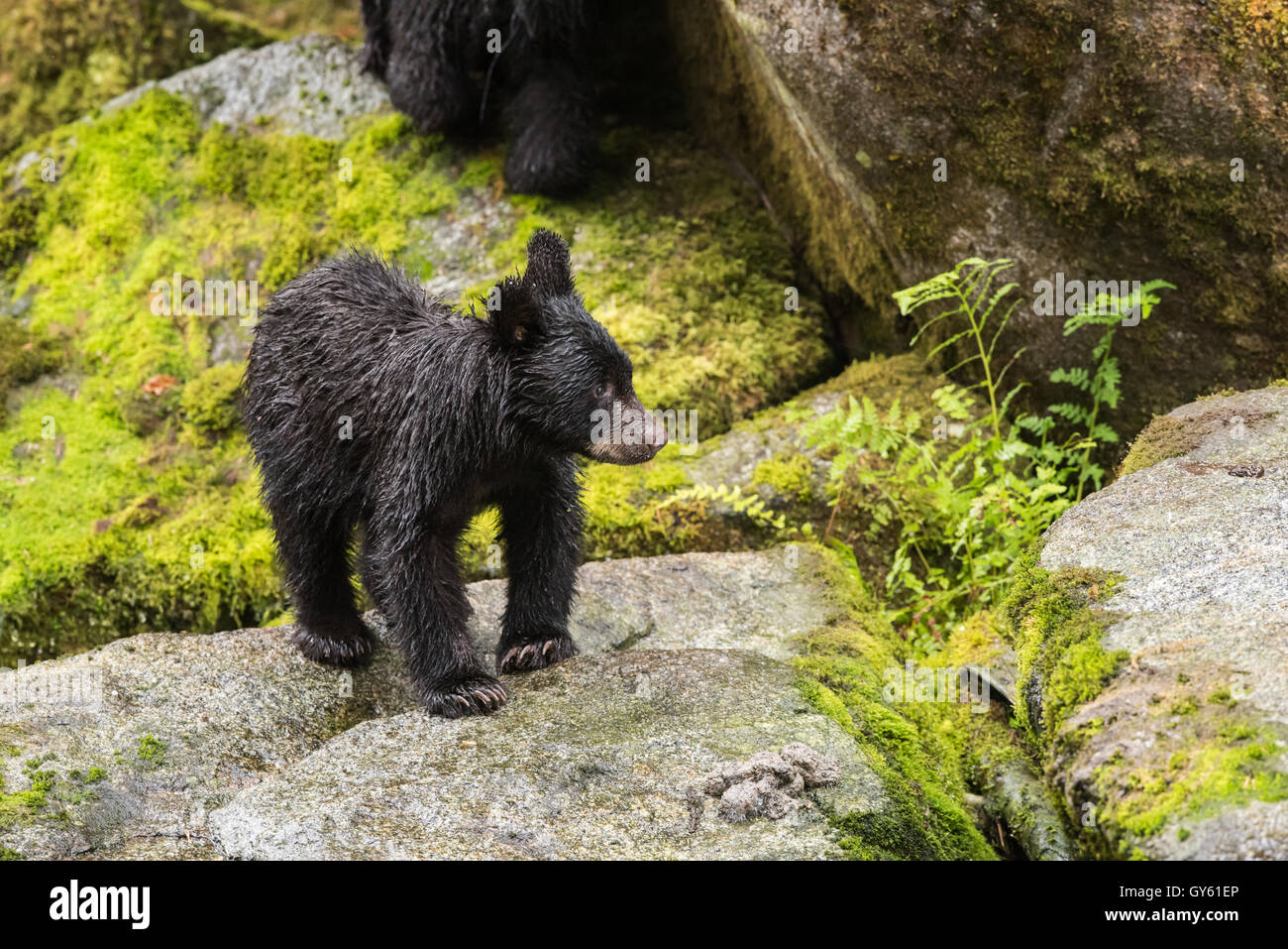 Stock photo of a black bear cub standing on a rock Stock Photo - Alamy