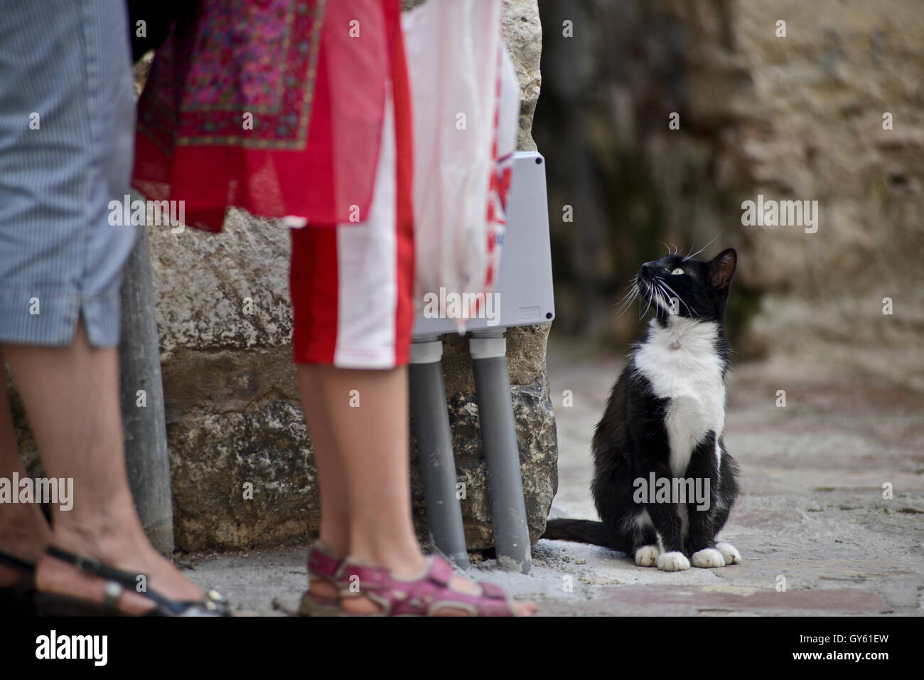Cat looking up to people in the streets of Kotor, Montenegro Stock Photo