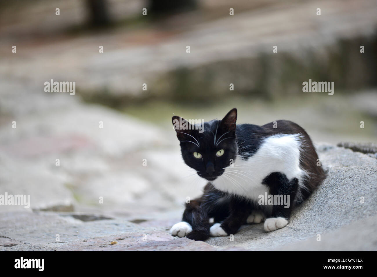 Cat in the streets of Kotor Old Town, Montenegro Stock Photo