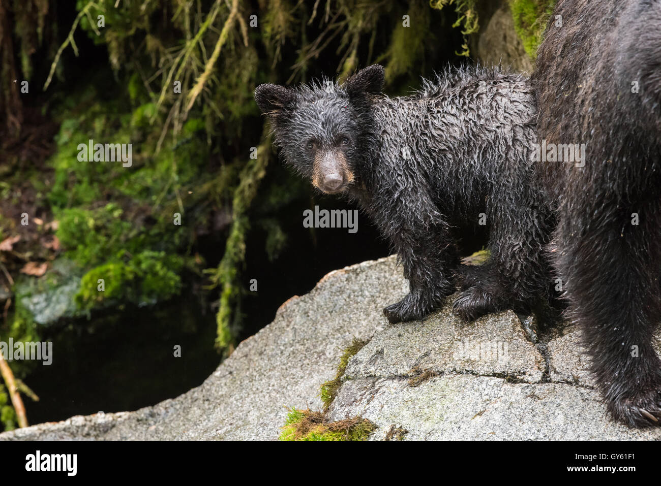 Black bear cub picture hi-res stock photography and images - Alamy
