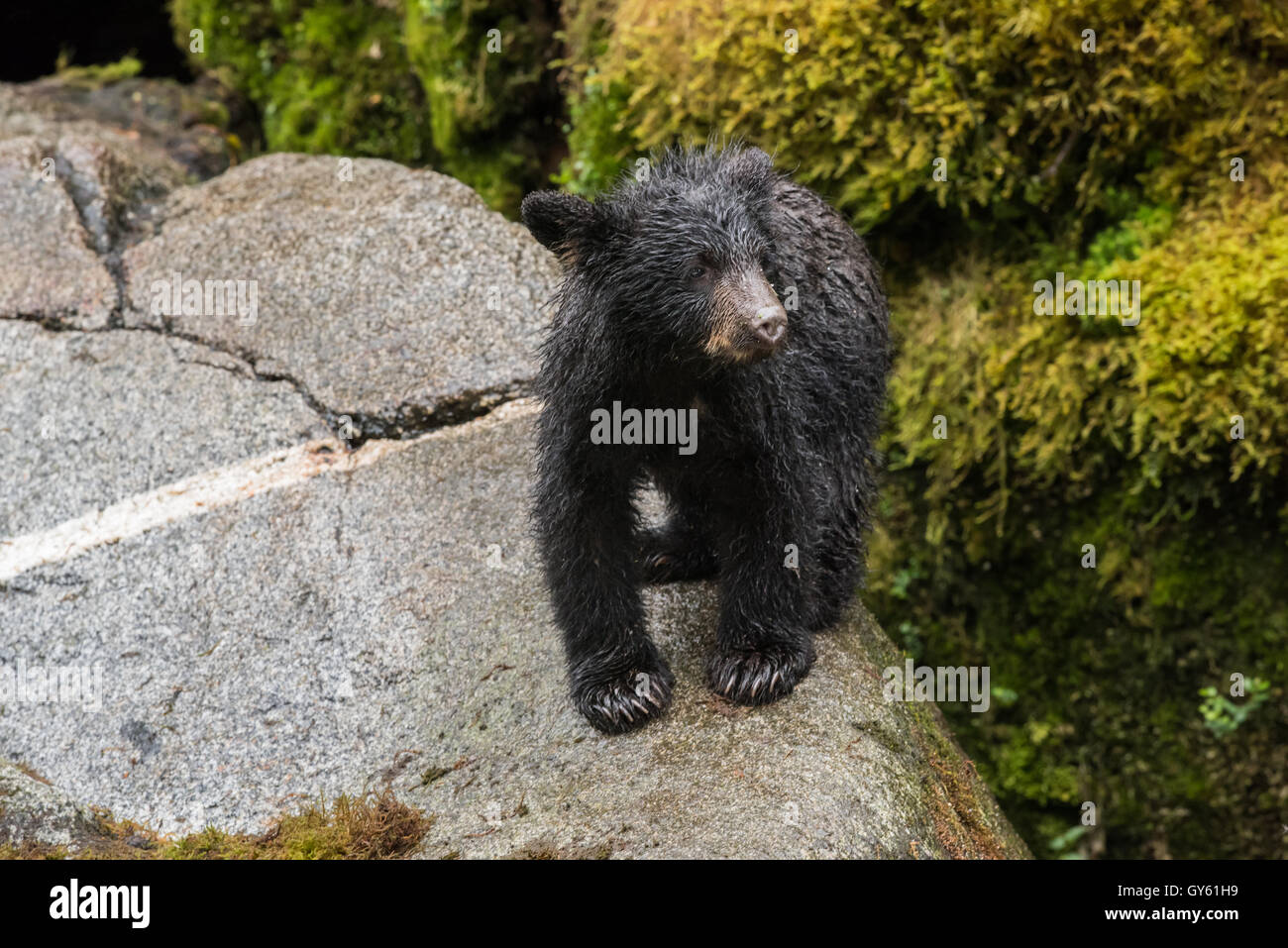 Stock photo of a black bear cub standing on a rock Stock Photo - Alamy