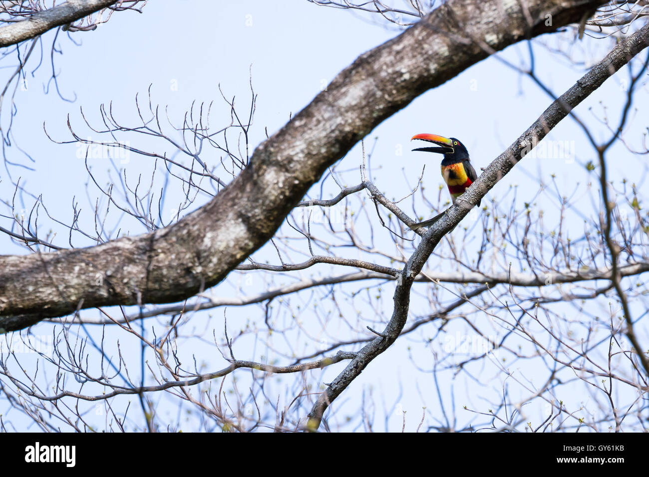 Fiery billed aracari perched on a tree in the Costa Rican southern Pacific Stock Photo
