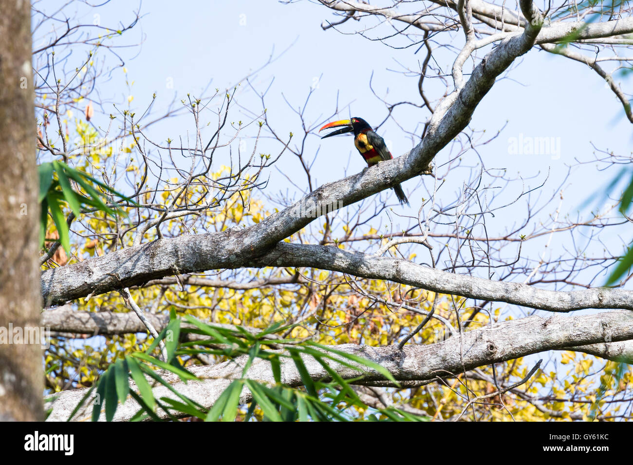 Fiery billed aracari perched on a tree in the Costa Rican southern Pacific Stock Photo