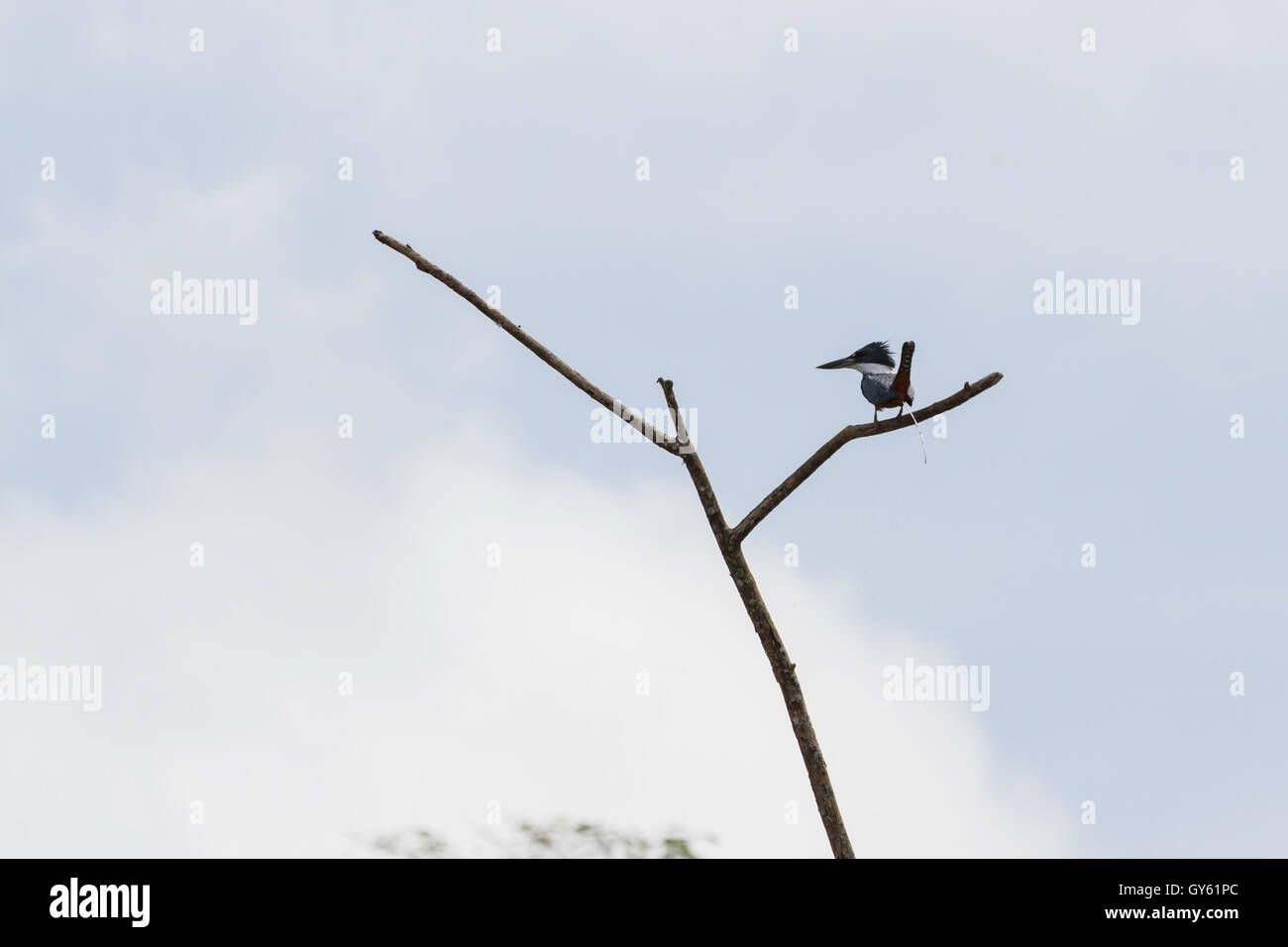 amazon kingfisher perched on a branch with a cloudy white sky in the background Stock Photo