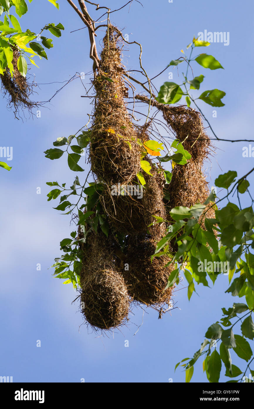 Oropendola bird nest hires stock photography and images Alamy