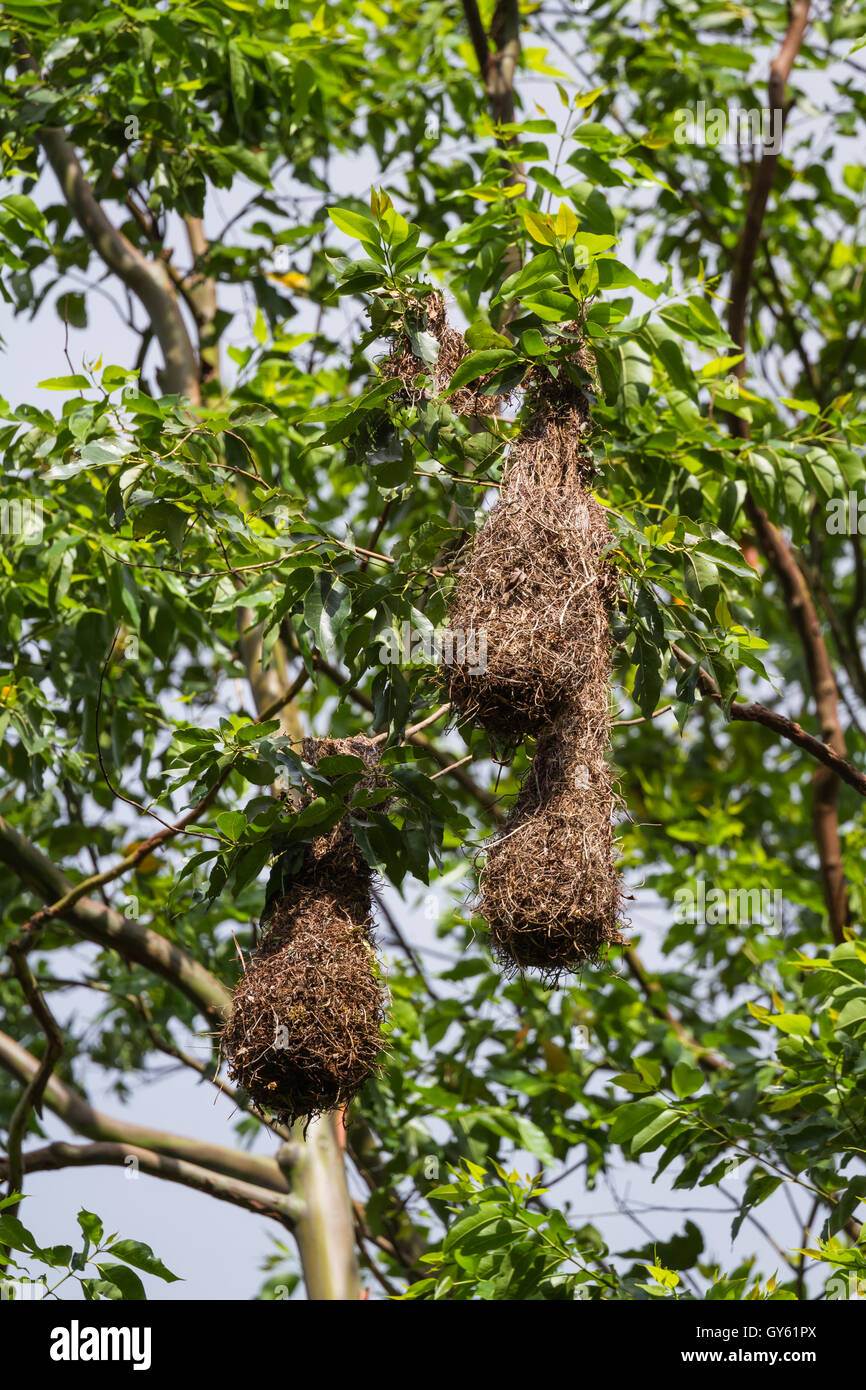 Oropendola nests hanging from a tall tree in San Carlos, Costa Rica