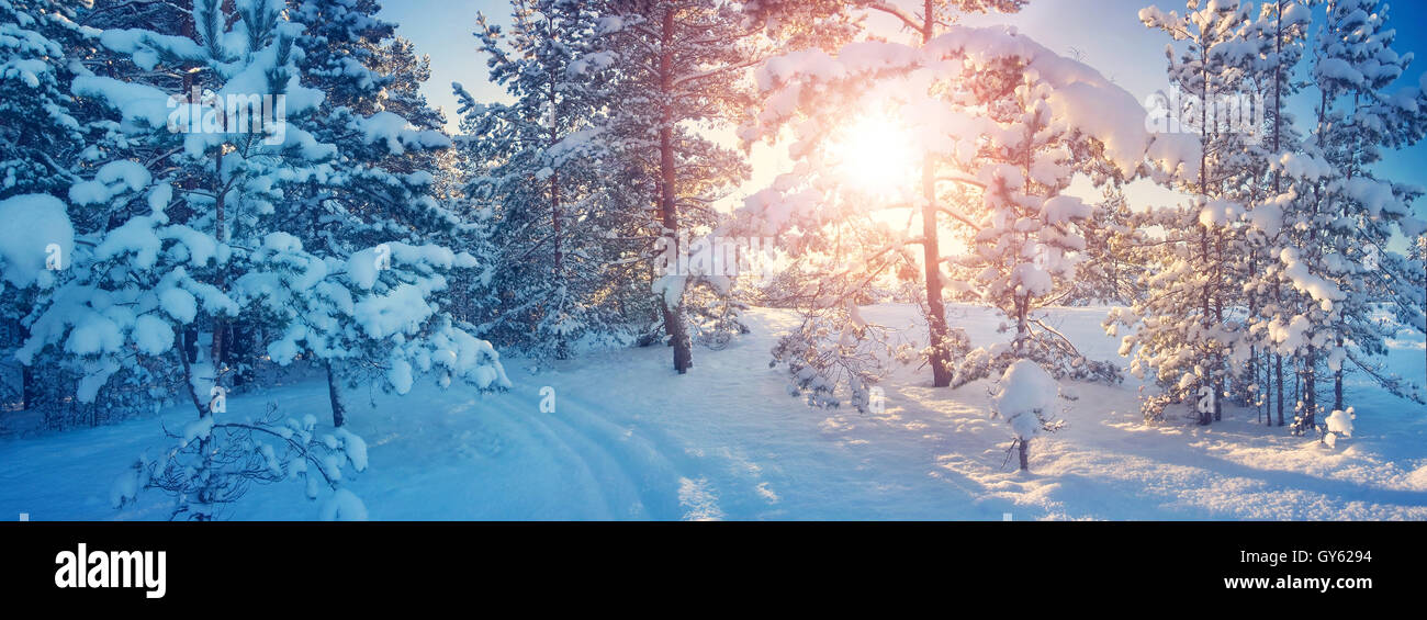 Pine trees covered with snow Stock Photo - Alamy