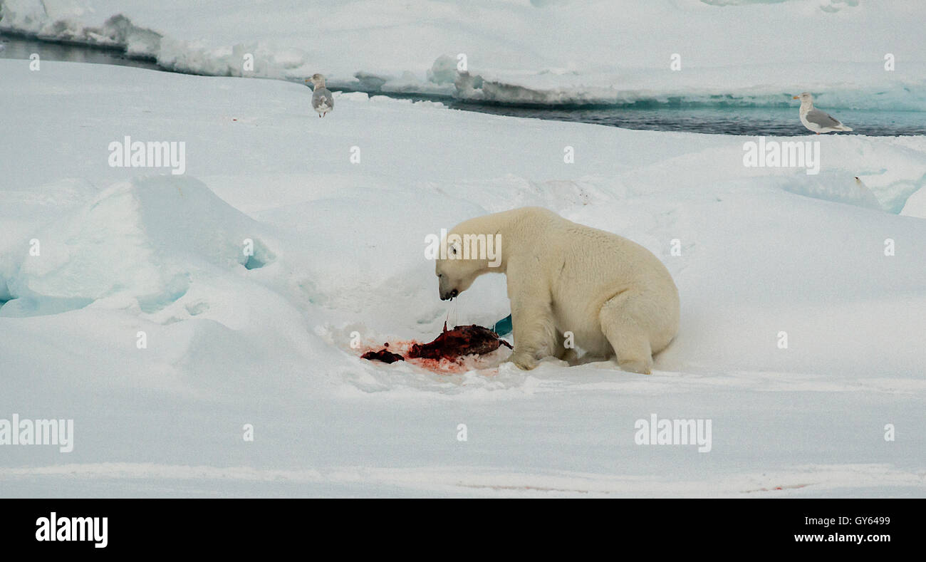 Polar bear and the carcass of a seal it has killed, Svalbard, in the Arctic. Stock Photo