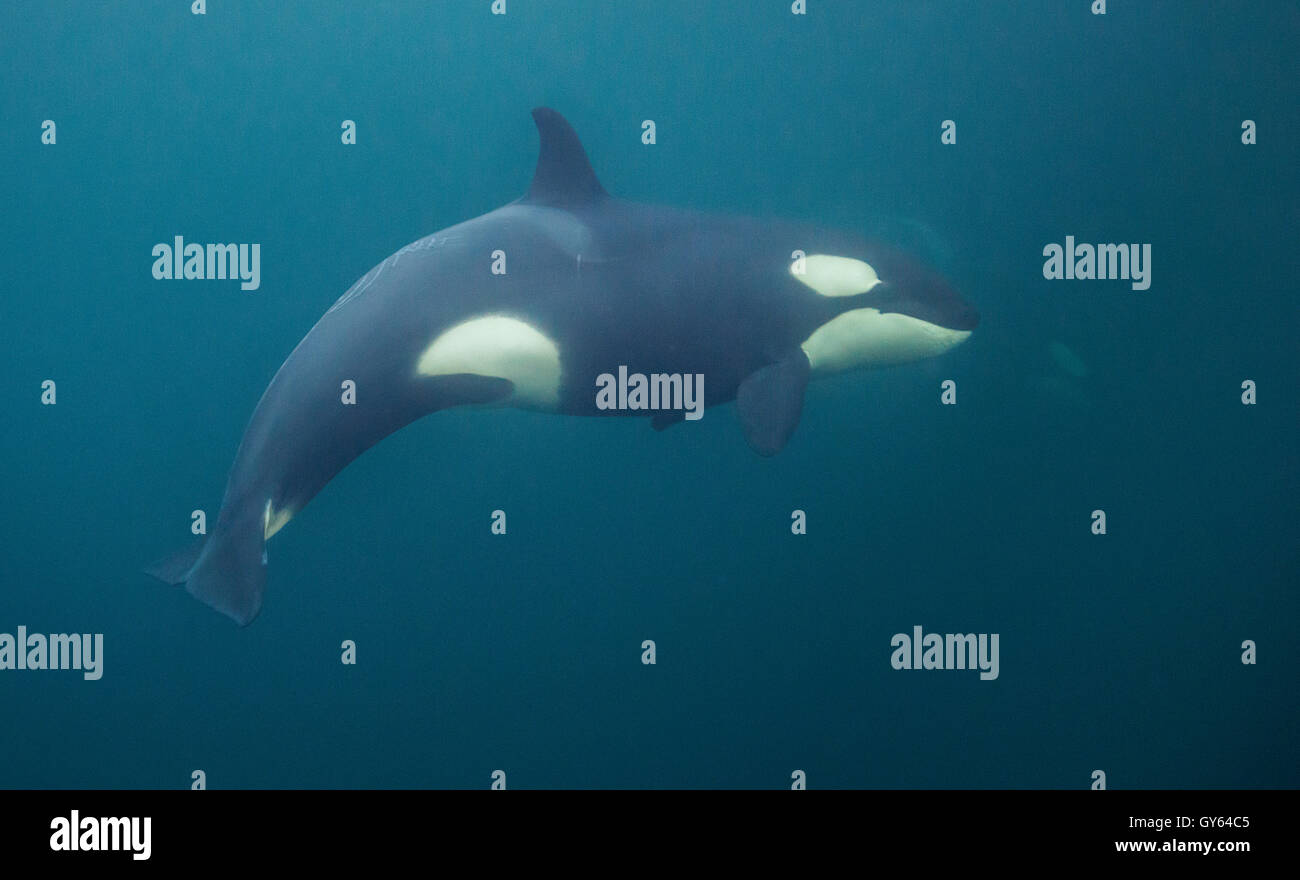 Underwater view of orcas in the fjords of Norway during the feeding winter months. Stock Photo