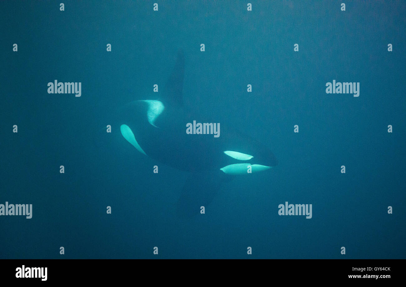 Underwater view of orcas in the fjords of Norway during the feeding winter months. Stock Photo