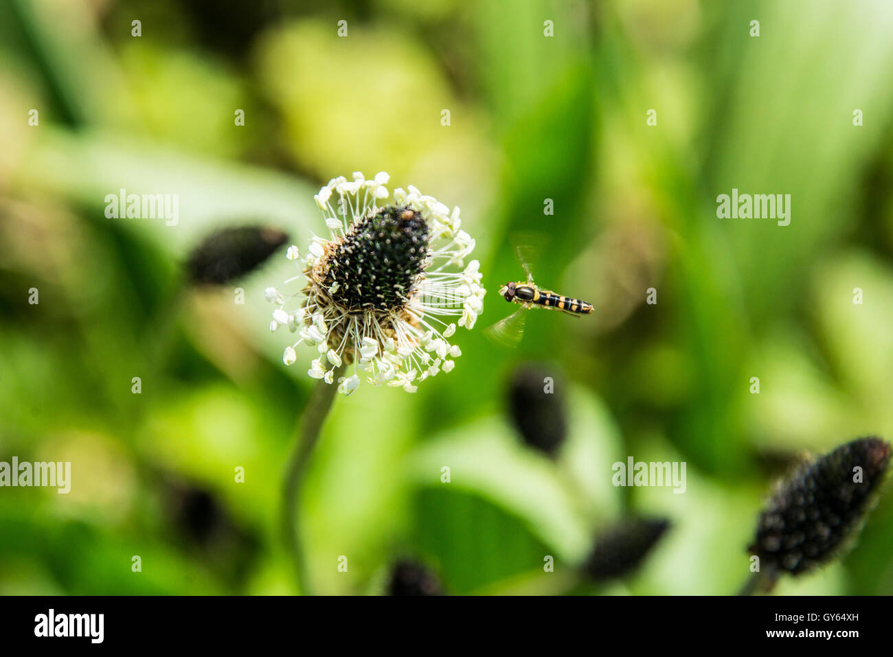 A hoverfly hovering by a plantain (Plantago Lanceolata) flower Stock Photo