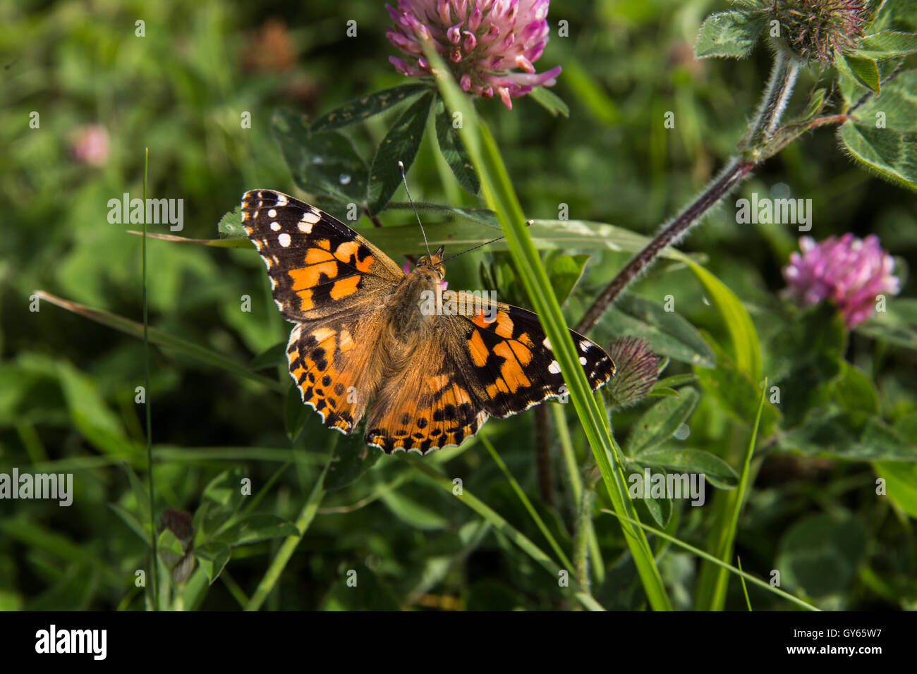 Among the flowers Stock Photo Alamy