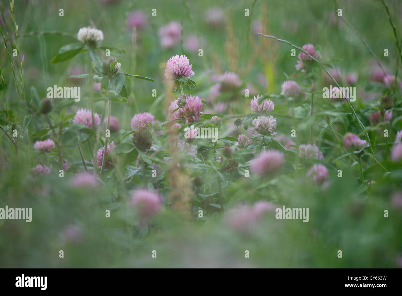 red clover Stock Photo