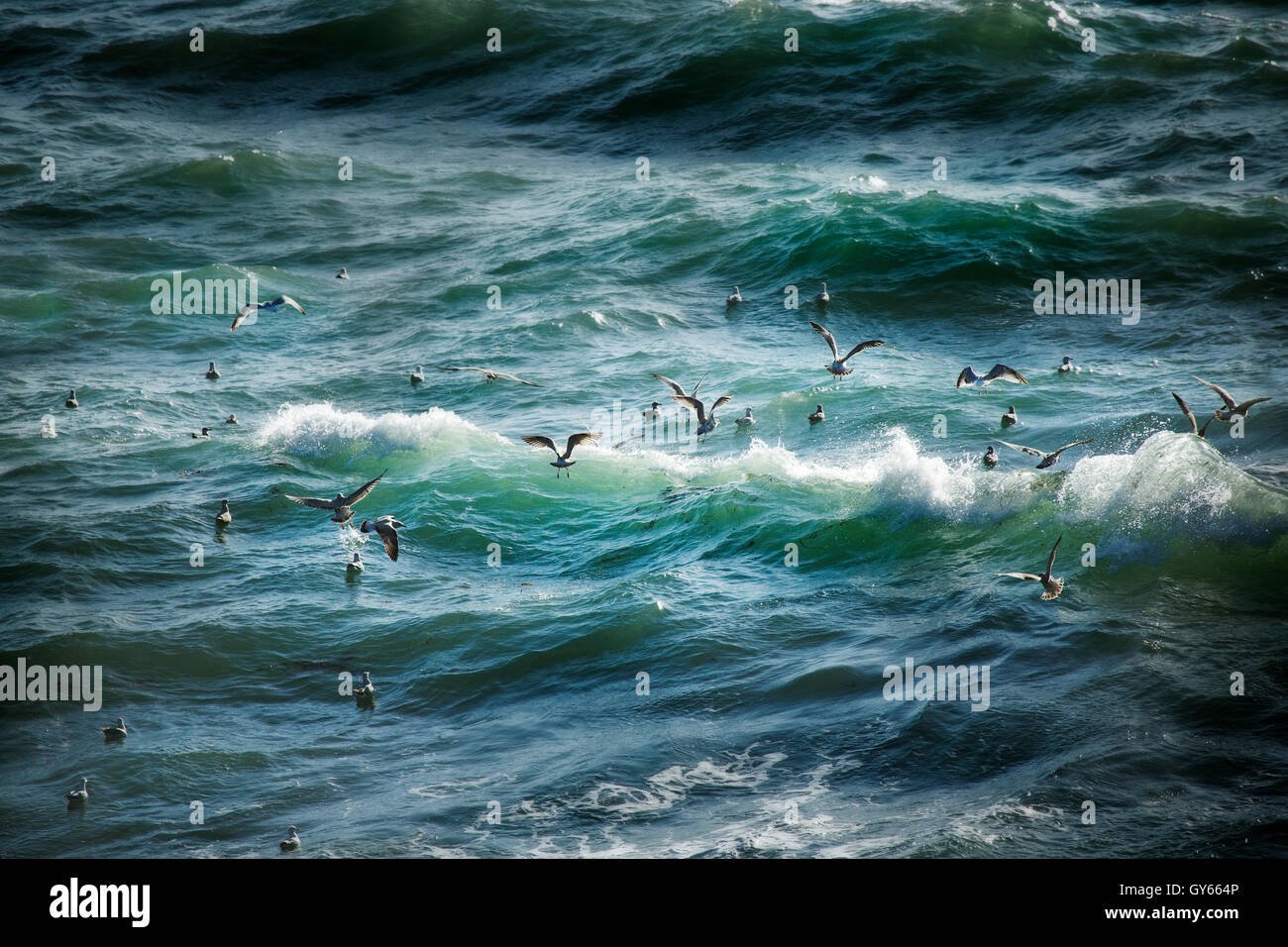 Gulls in the Atlantic waves off the north coast of Cornwall. Stock Photo