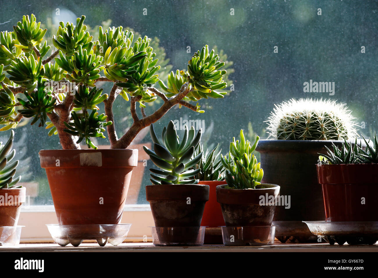 House plants Stock Photo Alamy