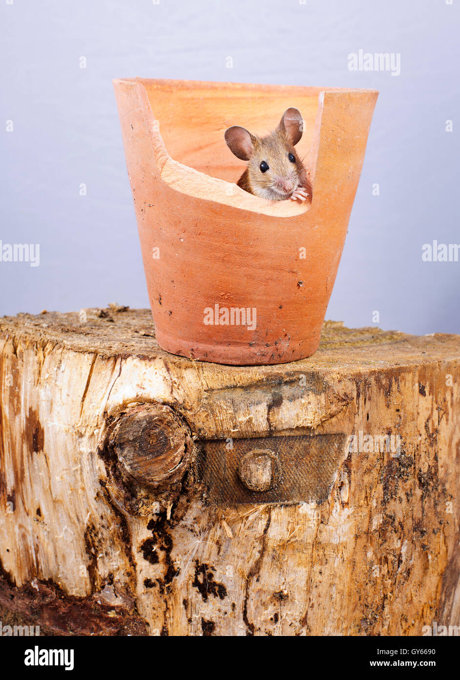 Mouse hiding in a flower pot Stock Photo Alamy