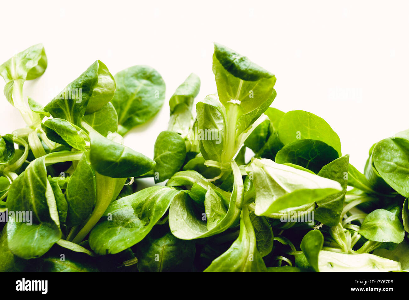 lamb's lettuce isolated on white background Stock Photo