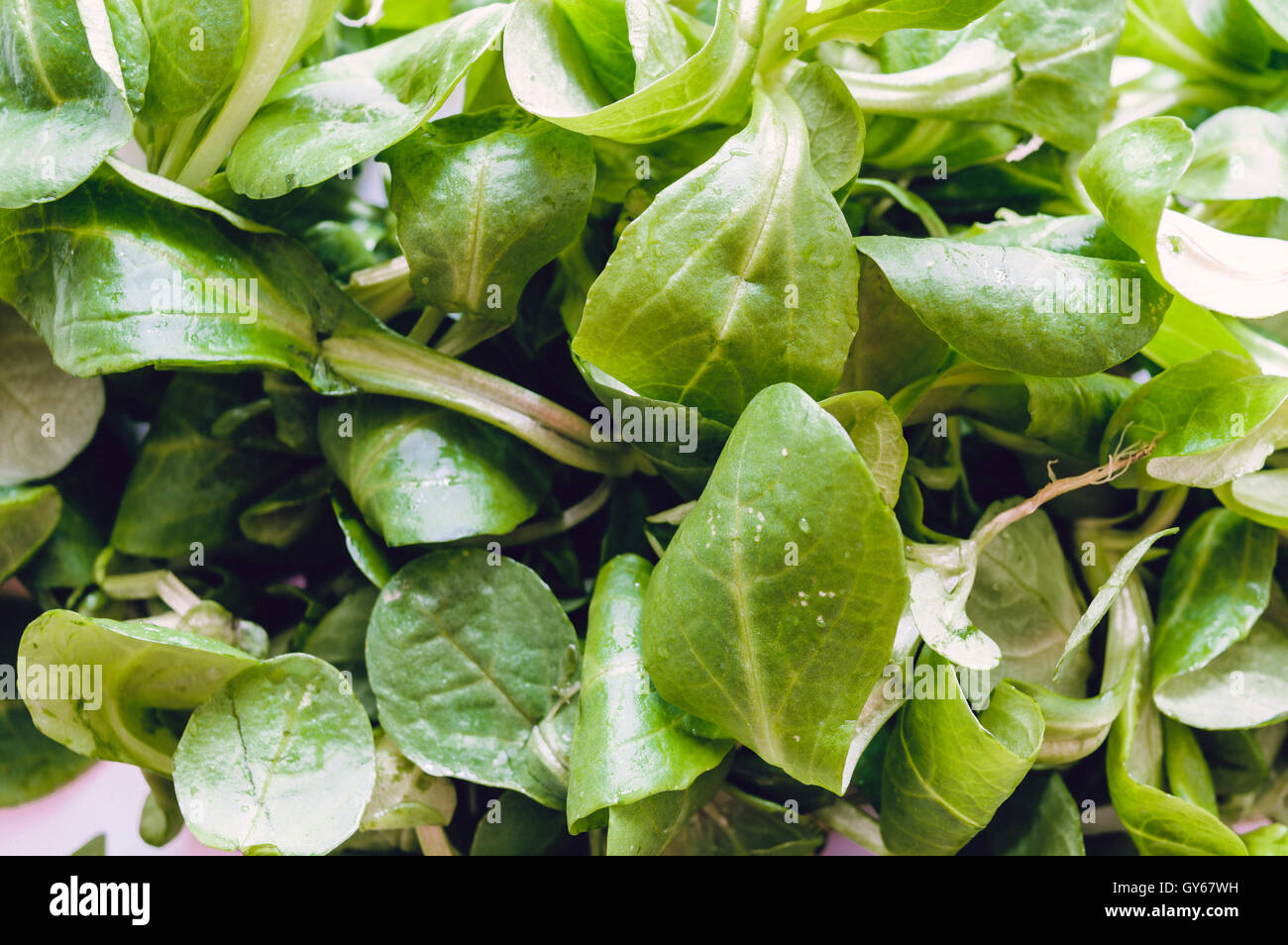 lamb's lettuce isolated Stock Photo Alamy