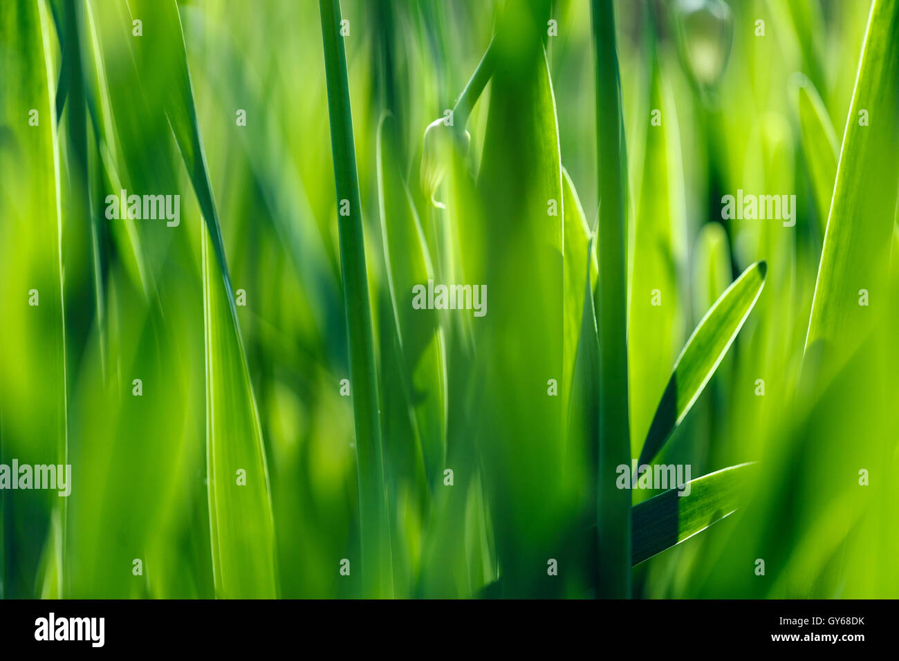 Green Grass Background Stock Photo - Alamy