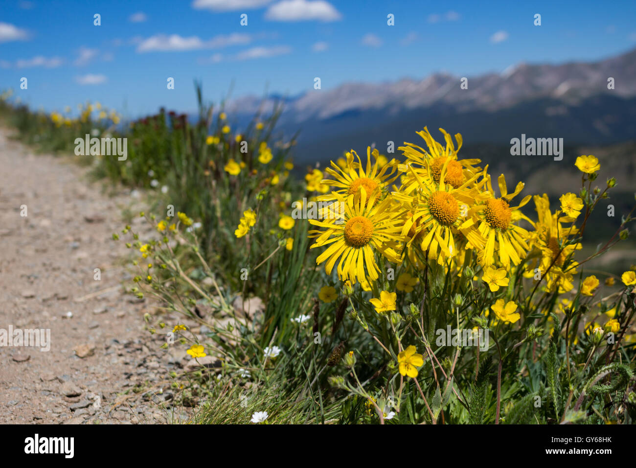 Alpine sunflowers / graylocks four-nerve daisies / graylocks rubberweeds (Hymenoxys grandiflora), Cottonwood Pass, Colorado, USA Stock Photo