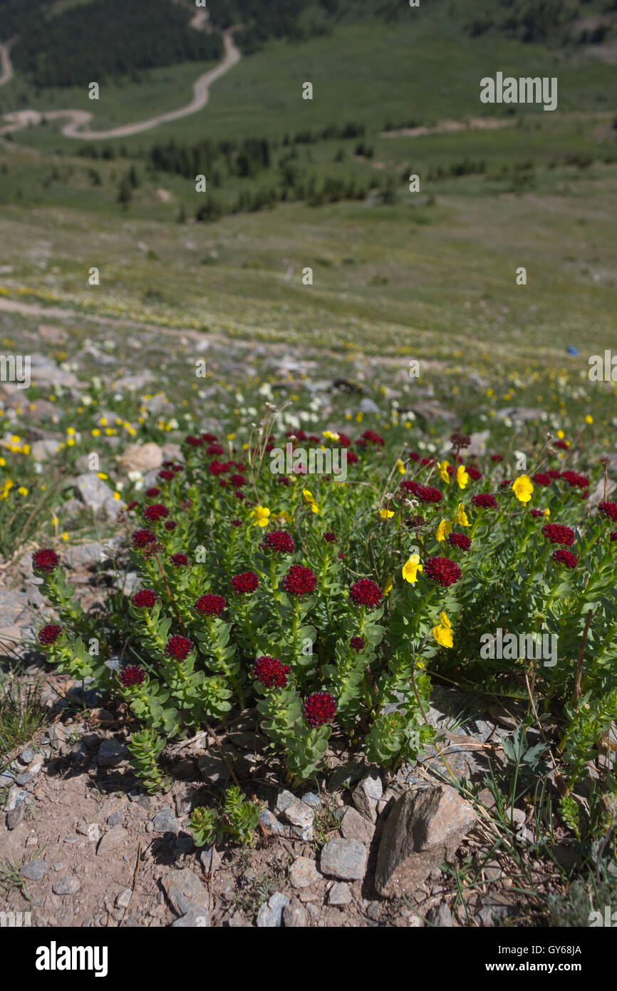Buttercups (Ranunculus sp.) and king's crown (Rhodiola integrifolia) with valley in background, Cottonwood Pass, Colorado, USA Stock Photo