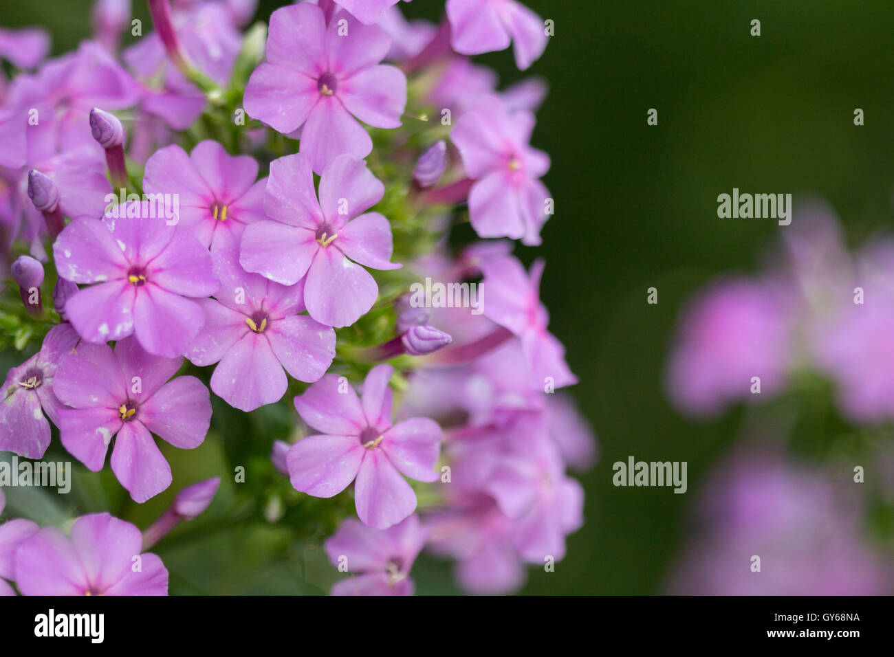 A cluster of fall phlox / summer phlox / garden phlox / perennial phlox flowers (Phlox paniculata), Indiana, United States Stock Photo