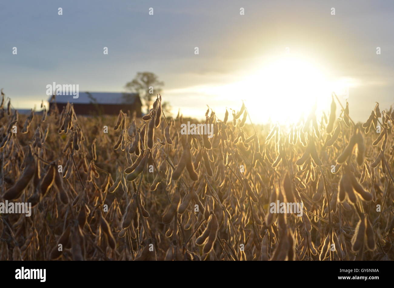 Bean field hi-res stock photography and images - Alamy