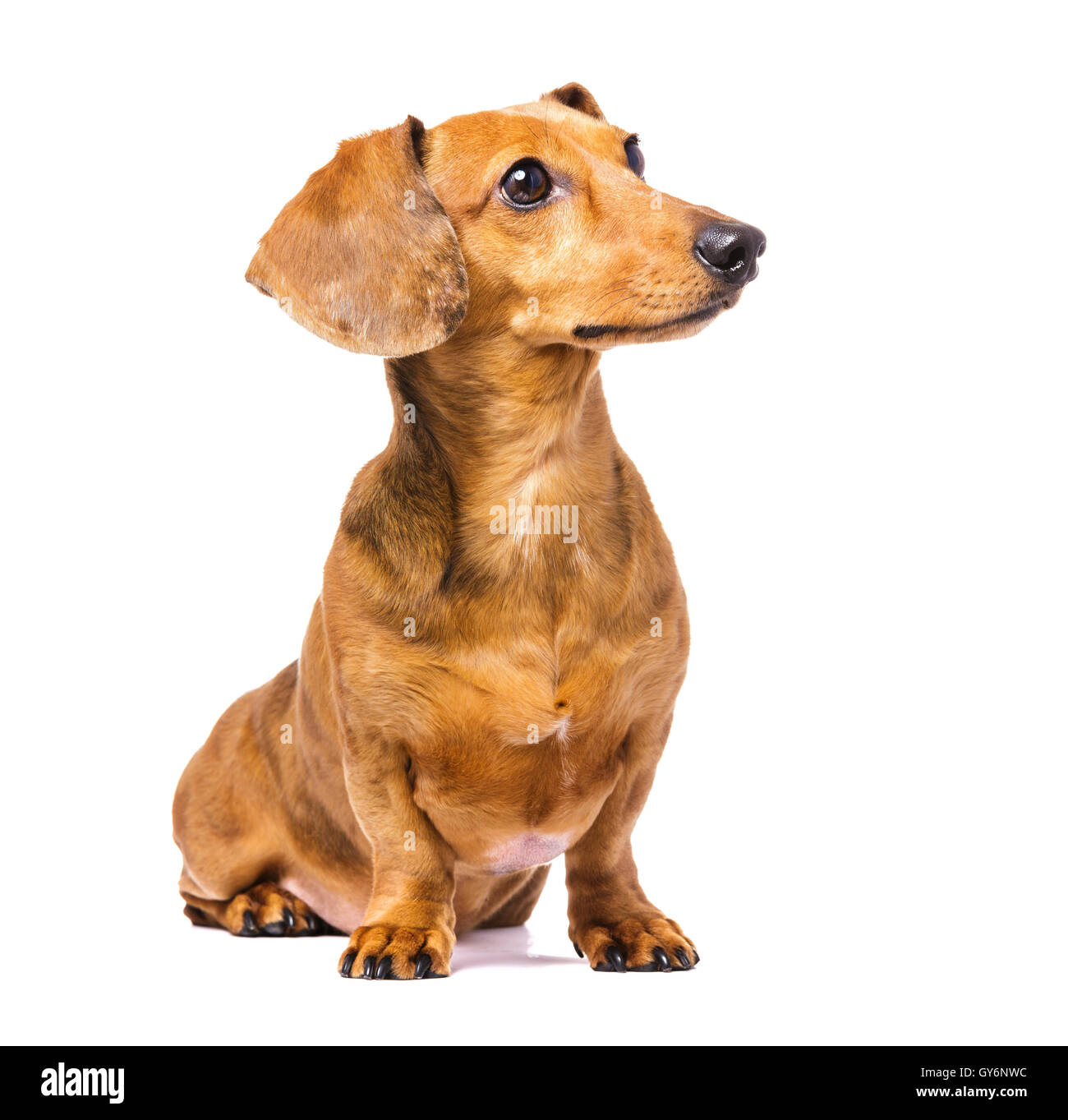 Dachshund Dog Looking Left Stock Photo Alamy