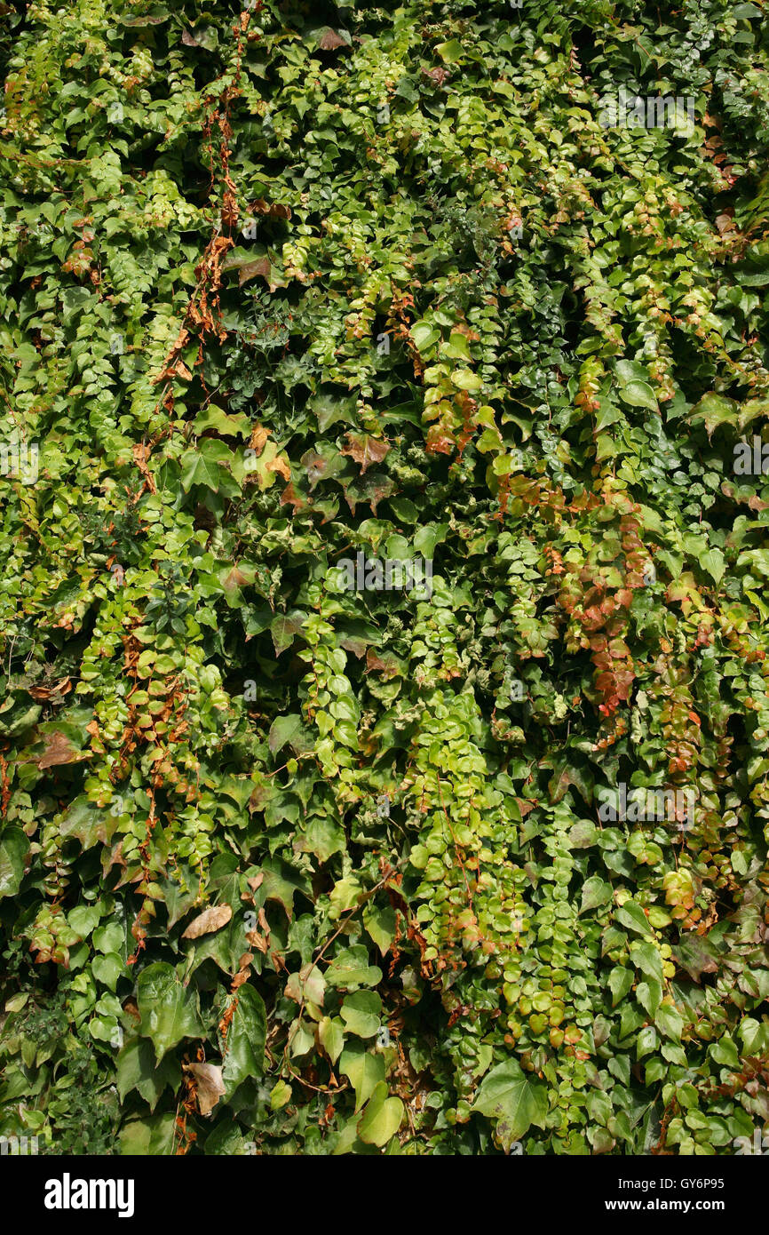 Green Ivy Background Stock Photo - Alamy