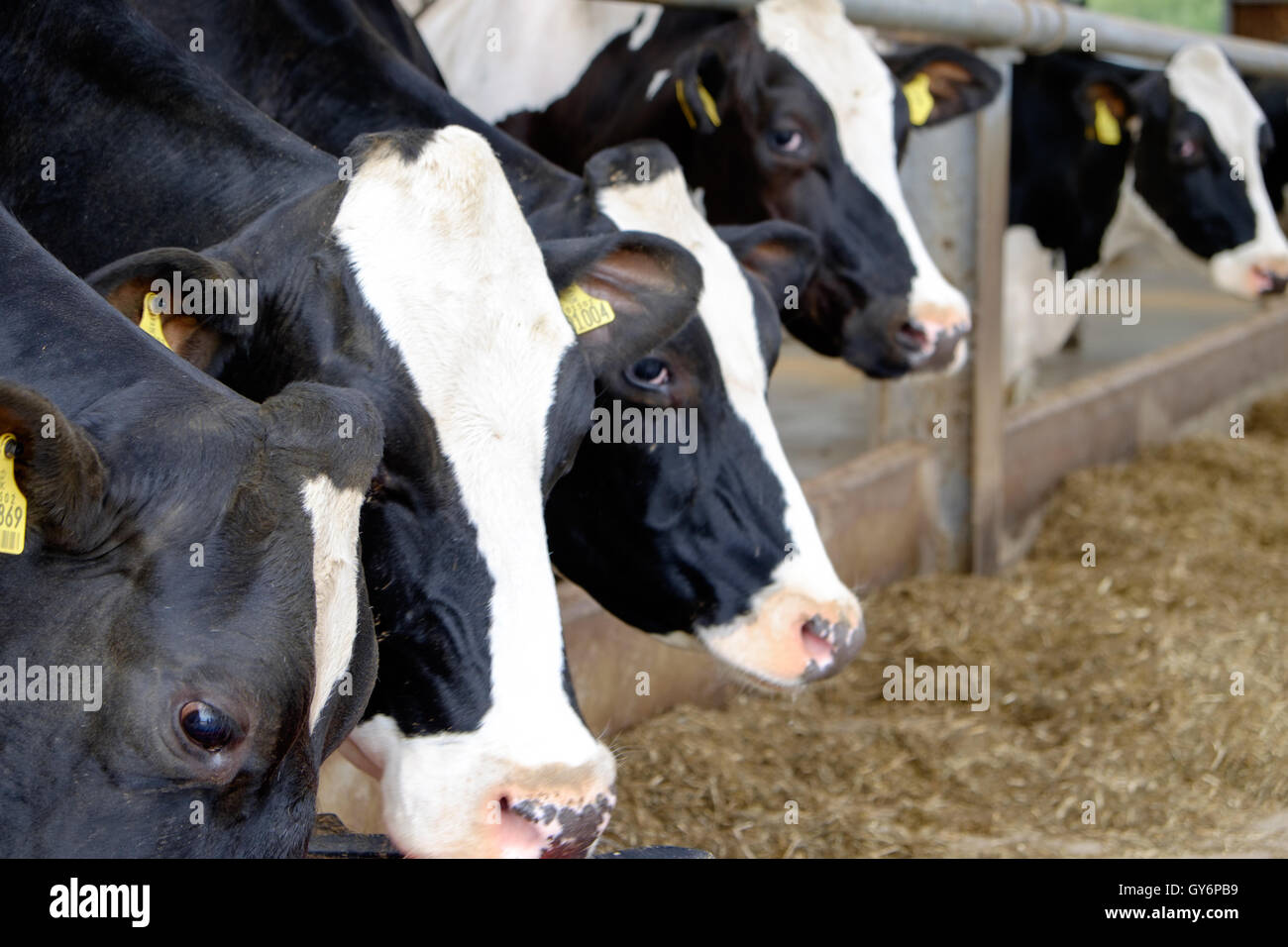 Dairy cows in the barn Stock Photo - Alamy