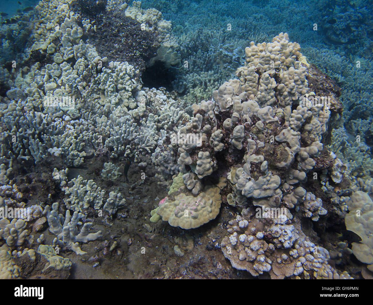 Underwater reef Stock Photo