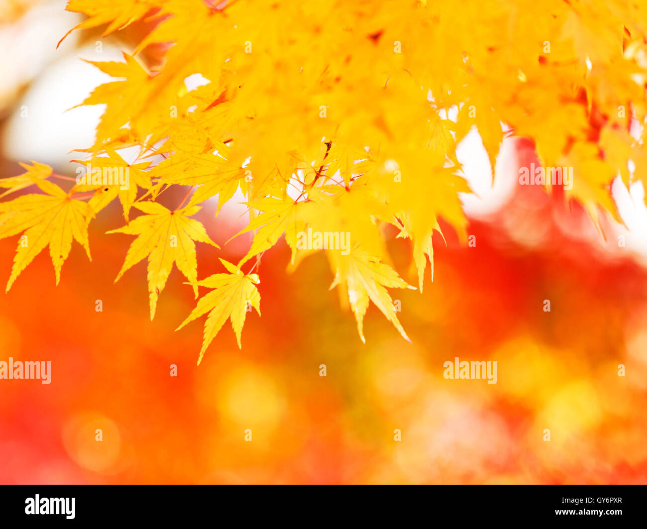 Yellow maple leaves Stock Photo - Alamy