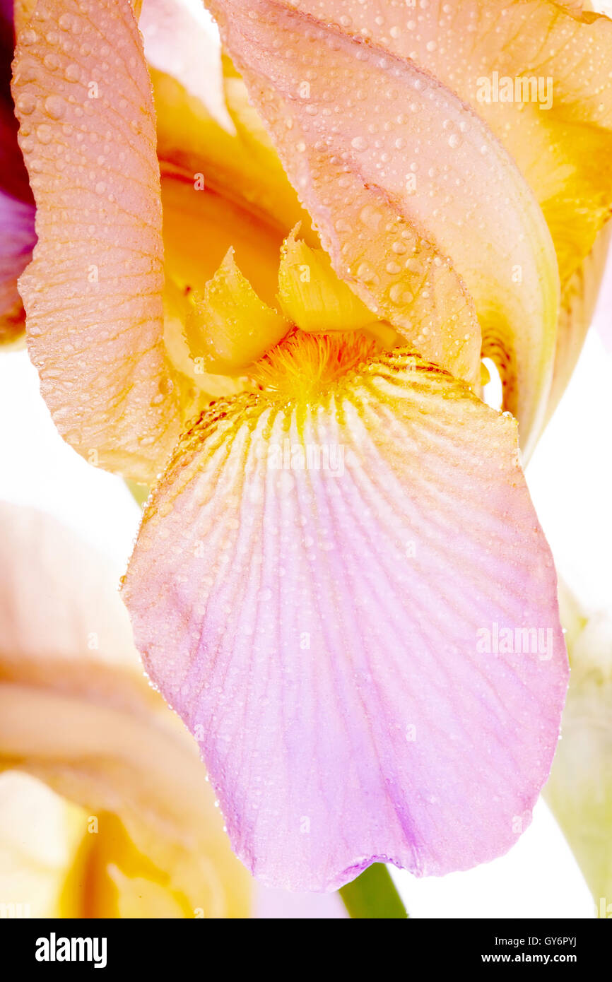 Petals of a flower of an iris Stock Photo - Alamy