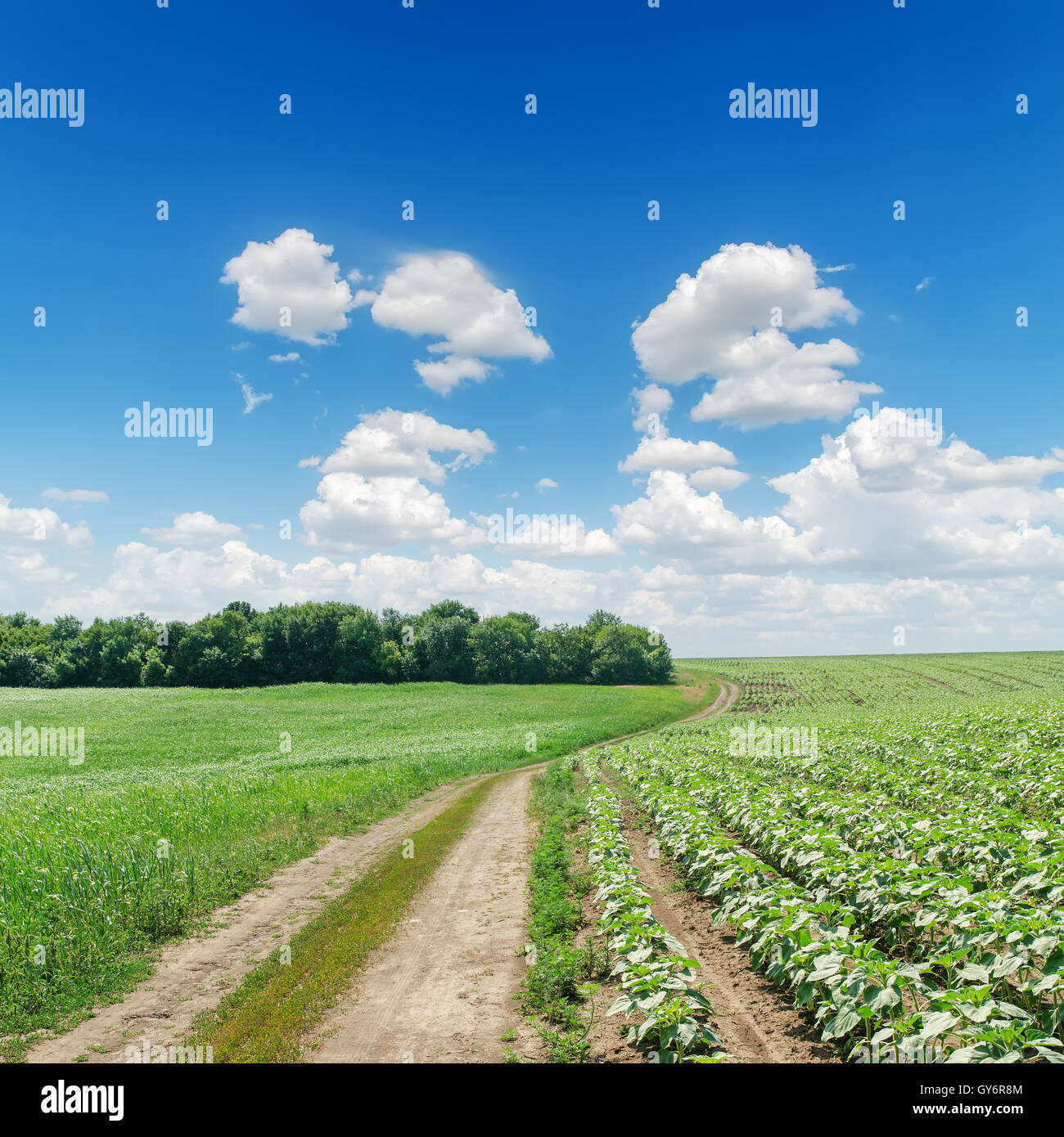 dirty road in green fields under cloudy sky Stock Photo - Alamy